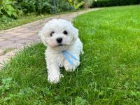 Łoly Vel Pedro - 7 tygodni